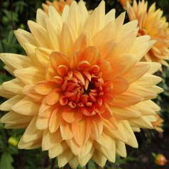 Dahlia Dcoratif 'House of Orange'